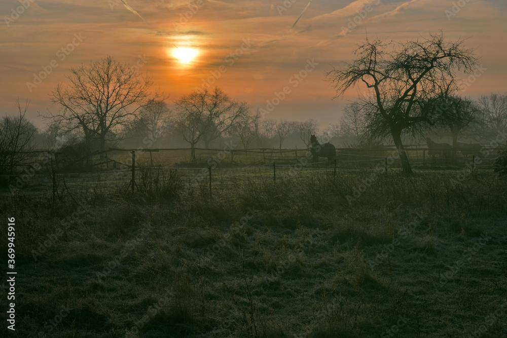 Obraz premium Idyllischer Sonnenaufgang an einer Pferde Koppel