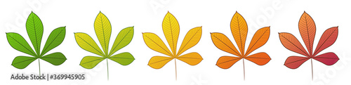 The chestnut leaf. A set of different colors. Isolated on a white background. Vector illustration