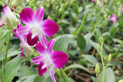 Orchid flowers purple blooming branch hanging on tree closeup in the garden.