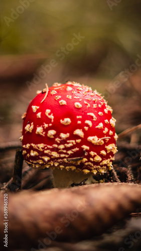 small red mushroom