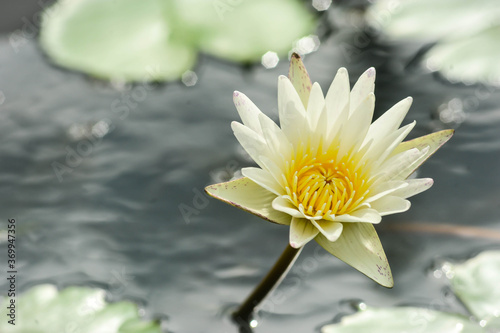 Natural fresh white Lotus flower in the garden of Wat Arun Temple in Bangkok Thailand