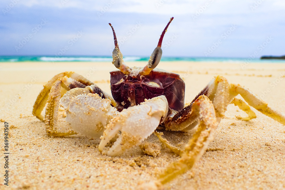 Grumpy Looking Crab Walking on Sandy Beach of Okinawa Japan Grumpy Looking Crab Walking on Sandy Beach of Okinawa Japan