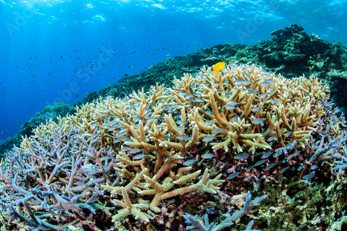 Beautiful Colorful Rich Coral Reefs of Yabiji Miyako Island Okinawa in Crystal Clear Water photo