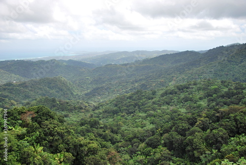 El Yunque Regenwald, Puerto Rico © Ulf