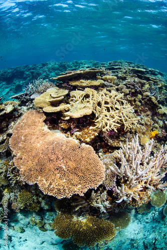 Beautiful Colorful Rich Coral Reefs of Yabiji Miyako Island Okinawa in Crystal Clear Water