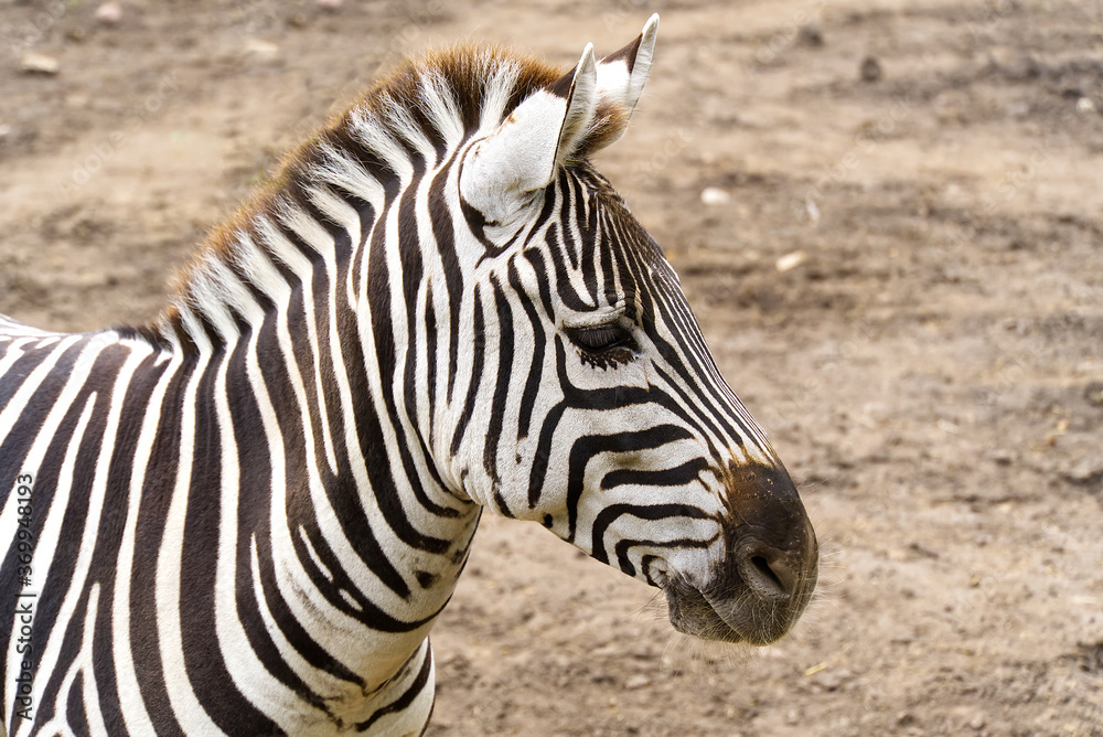 Portrait of Plains zebra. Equus quagga close up. Portrait of Plains zebra. Equus quagga close up.