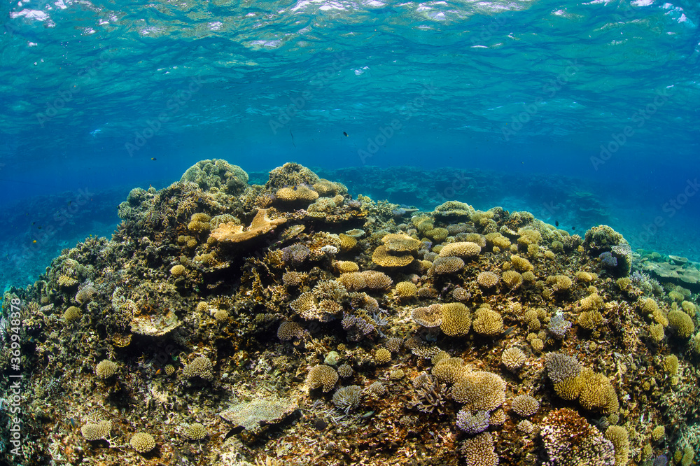 Obraz premium Beautiful Colorful Rich Coral Reefs of Yabiji Miyako Island Okinawa in Crystal Clear Water