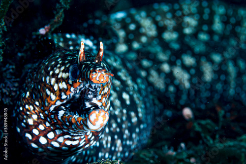 Bild auf Leinwand Face and Open Mouth of Dragon Moray Eel Underwater in Chiba, Japan
