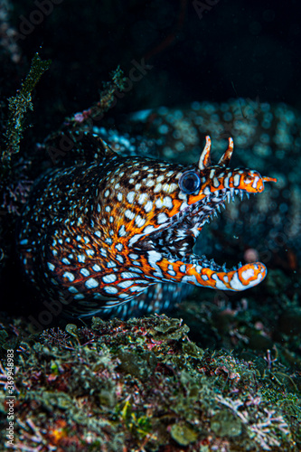 Face and Open Mouth of Dragon Moray Eel Underwater in Chiba  Japan