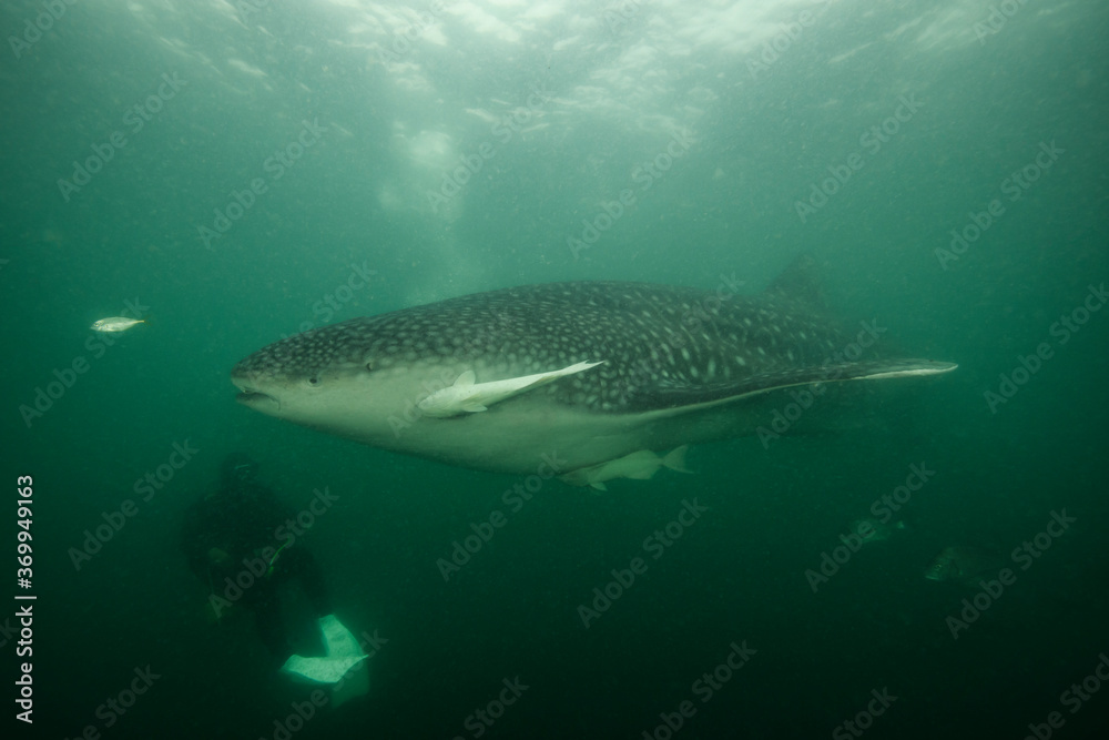 Gentle Giant Whale Shark Swimming underwater in Chiba, Japan Gentle Giant Whale Shark Swimming underwater in Chiba, Japan