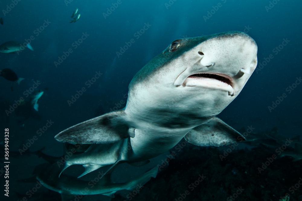 Naklejka premium frenzy of banded hound sharks swimming underwater in chiba, japan