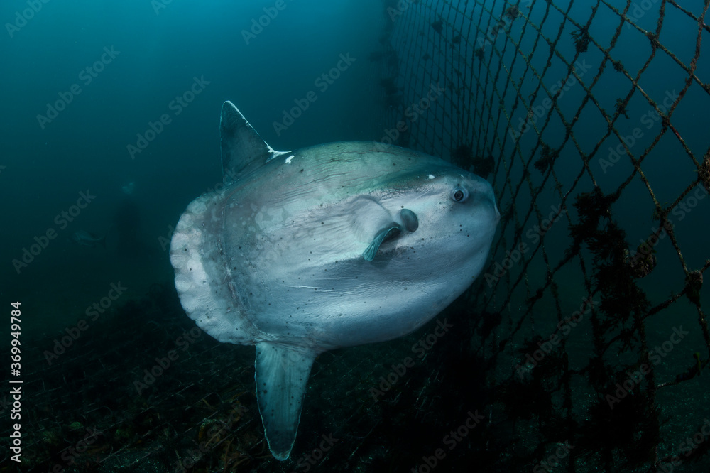 Poster Ocean Sunfish Mola Mola Swimming Underwater in Fish Net – Wall ...