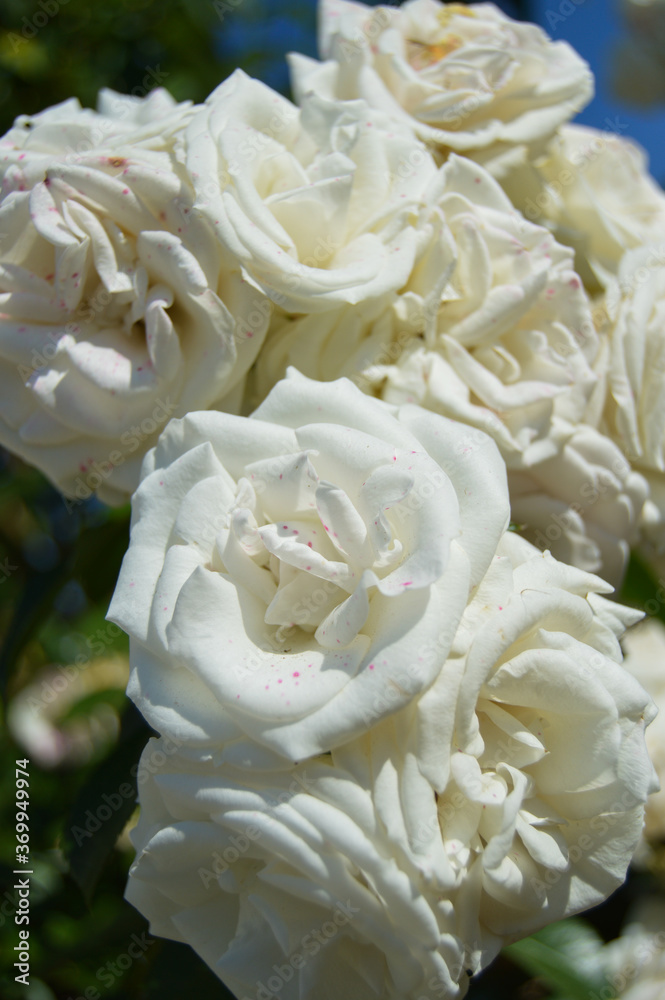 Obraz premium White Roses