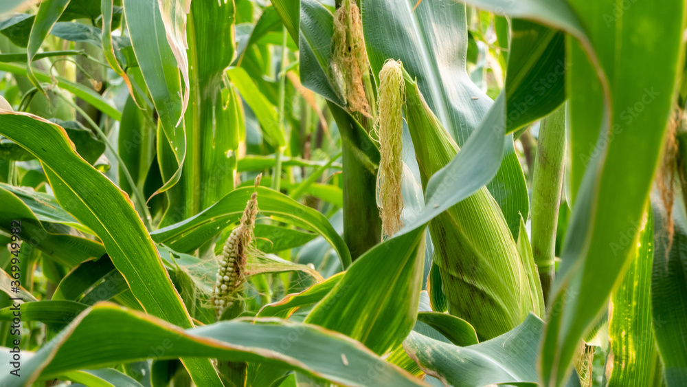 close up of corn field close up of corn field