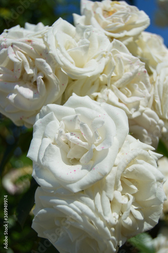 White Roses