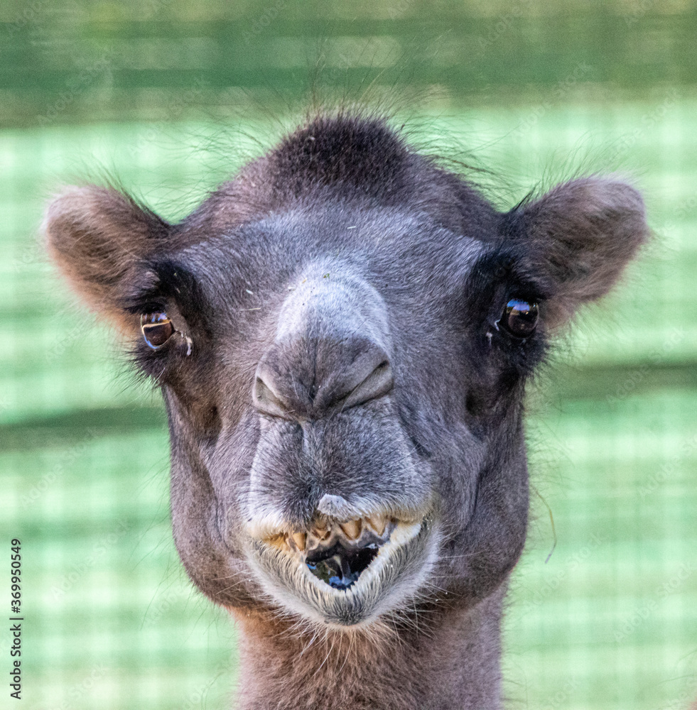 closeup of a camel