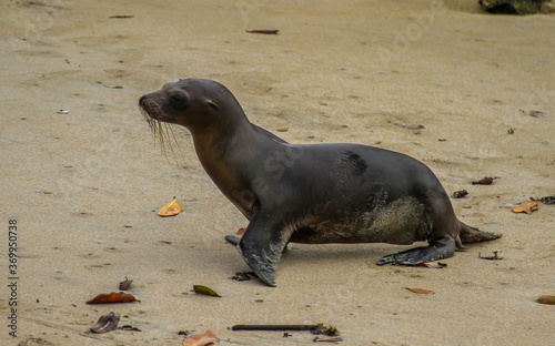 Galapagos sea lion walking at the beach