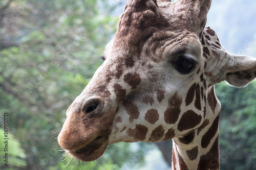 Giraffe on Taman Safari  Bogor  Indonesia