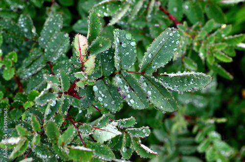 Green rose leaves with raindrops  close-up. Raindrops on green leaves