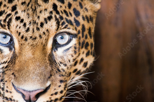 Leopard on Taman Safari  Bogor  Indonesia
