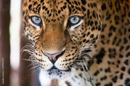Leopard on Taman Safari, Bogor, Indonesia © danviewfinder