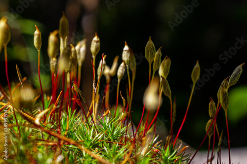 young shoots making their way through the moss. Bright saturated colors, summer forest of Siberia
