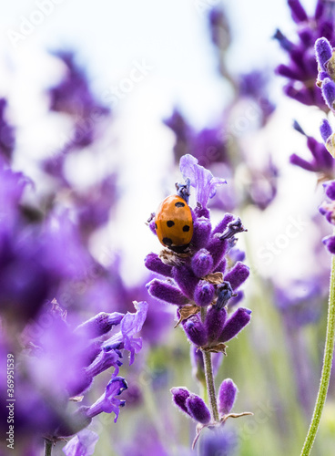 Orange lady bug on a Lavender flower
