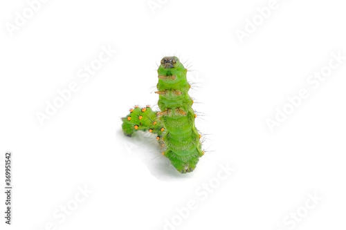 Foto green and fluffy caterpillar isolated on a white background, interested in standing in a fighting stance and posing