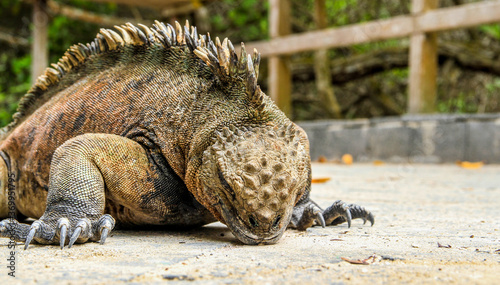 Marine iguana at Puerto Ayora  Isla Santa Cruz  Galapagos Islands  Ecuador  close-up 