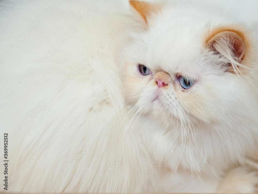 Portrait of white peke-faced Persian cat