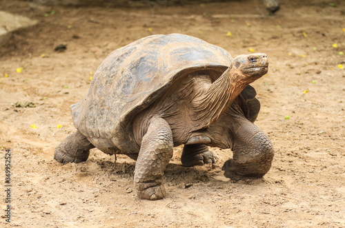 Giant Galapagos Tortoise (one animal), big endemic animal of Galapagos wildlife end symbol for Darwin's evolution theory