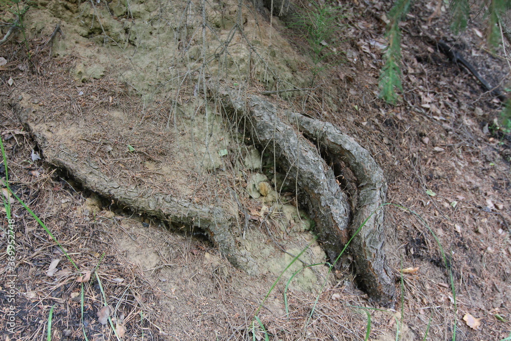 Fototapeta premium Tree roots