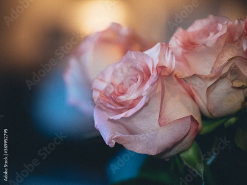 Close up of bouquet of pink roses