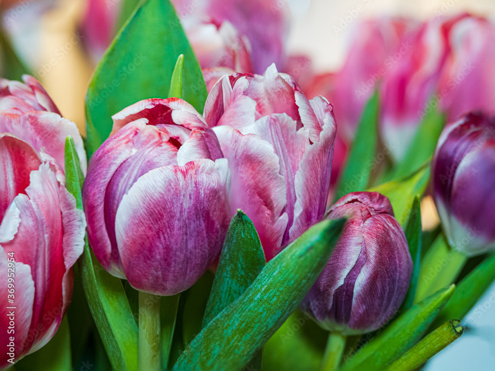 Fototapeta premium Close up of bouquet of pink tulips