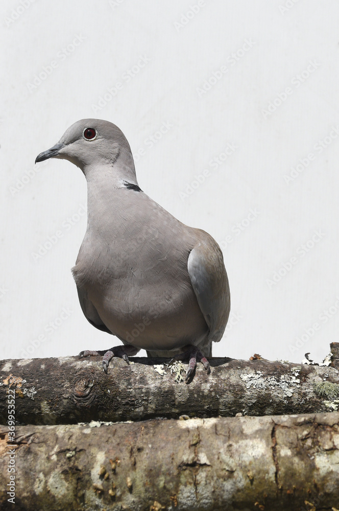 Obraz premium dove on a branch