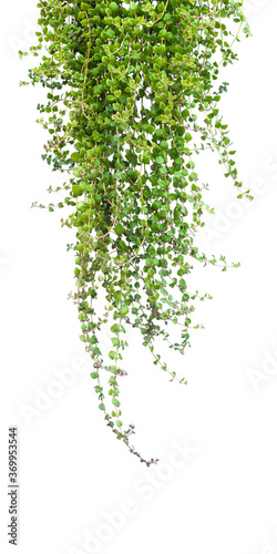 Green leaves tree on isolated background make for frame  product concept.