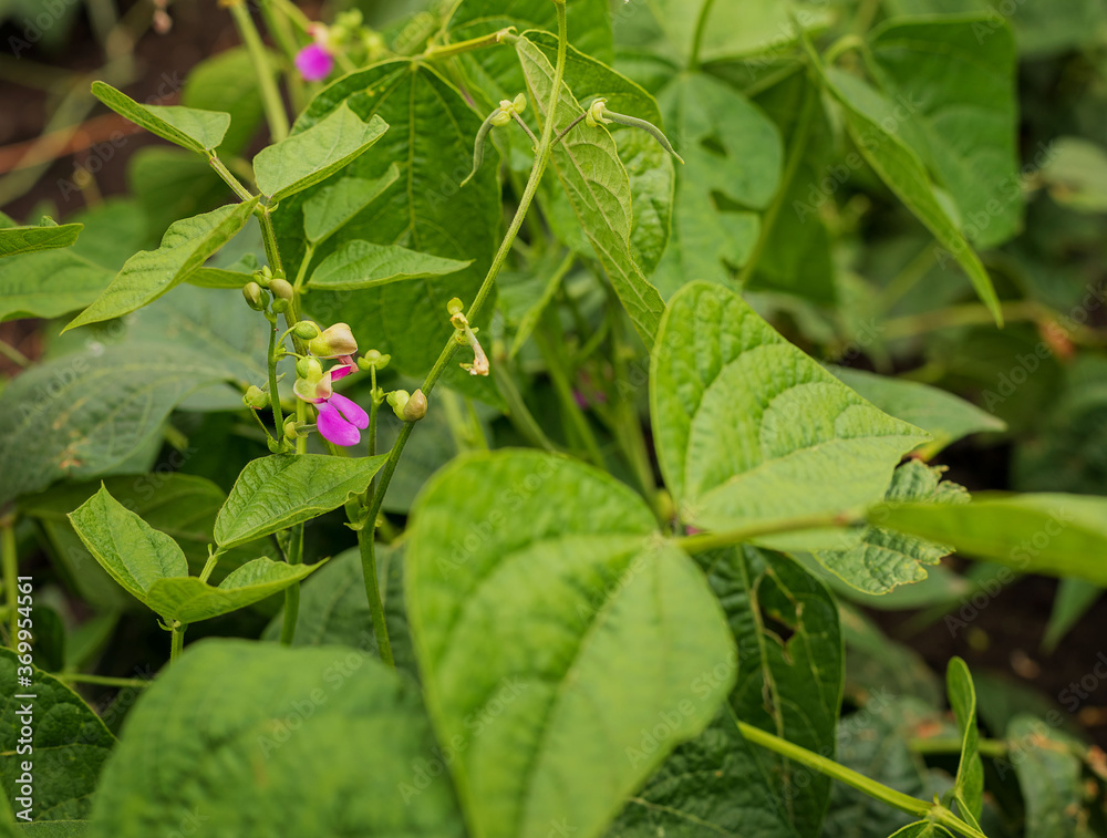 Purple bean flowers. Nature. Agriculture. Selective focus. Purple bean flowers. Nature. Agriculture. Selective focus.