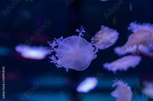 jellyfish in the sea in neon light