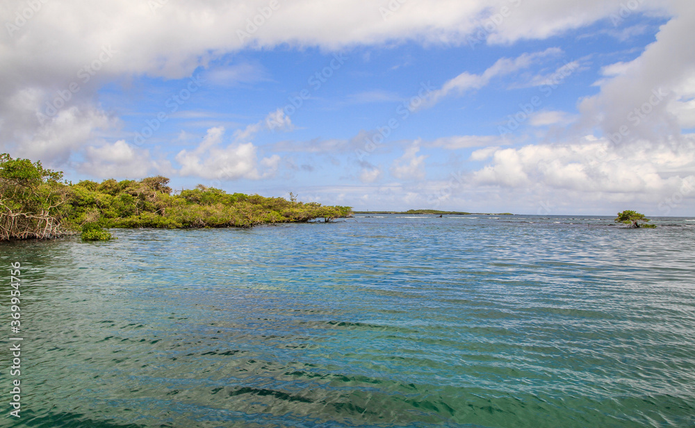 Mangrove and sea at Galapagos islands, Ecuador