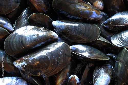 Macro photography of mussels for food background