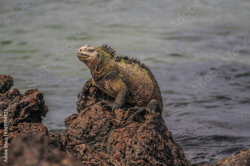 Marine iguana sitting on a rock near Puerto Ayora  Isla Santa Cruz  Galapagos Islands  Ecuador