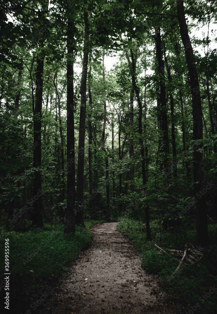 Fototapeta premium Hiking Trail in Forest