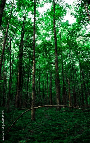 Fototapeta Naklejka Na Ścianę i Meble -  Trees in Forest