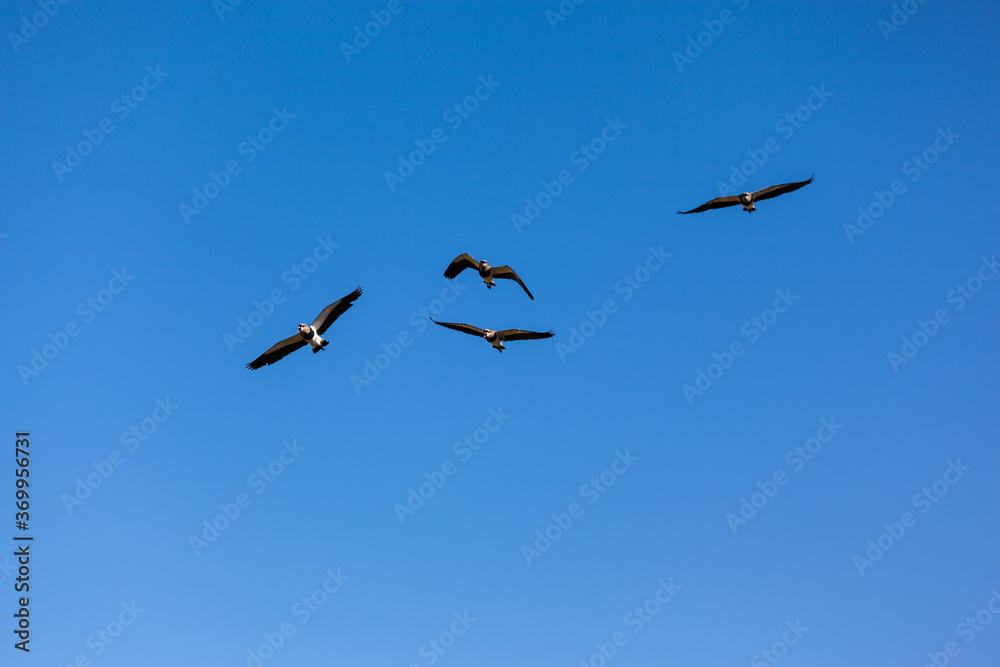 Birds Southern Lapwing flying at blue sky without clouds Birds Southern Lapwing flying at blue sky without clouds
