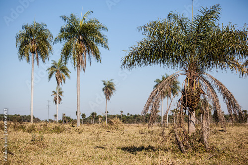 Typical Palm Trees of Mato Grosso do Sul - Pantanal State - Brazil