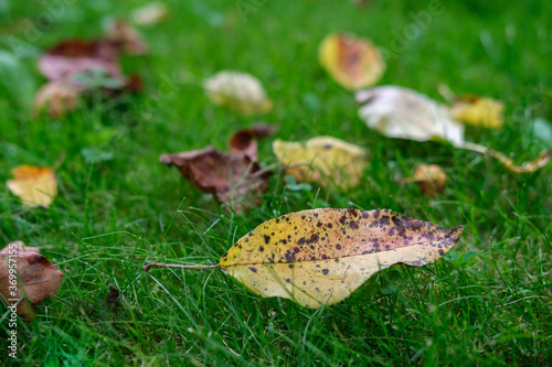 A yellowed leaf with spots that has fallen from a tree and lies in the garden on a lawn with green grass, close-up.