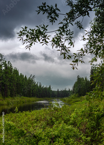 Summer landscape of the Siberian taiga and the Chona river