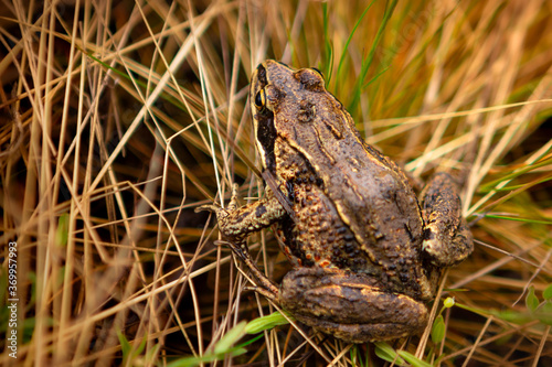 Holbrooke's shovellegs are a species of tailless amphibians. The specific name is given in honor of the American zoologist John Edwards Holbrooke. The total length reaches 9 cm.In its structure, it is
