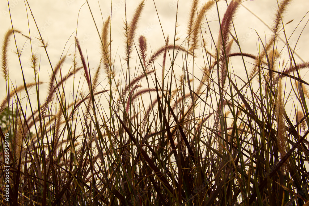 Obraz premium Flower of the grass in the garden