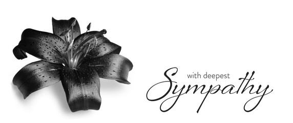 Sympathy card with dark lily flower isolated on white background